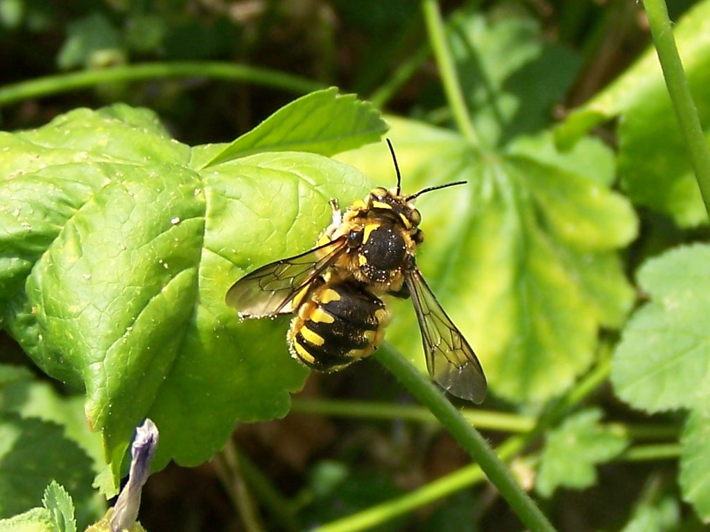 malva che passione! (Anthidium sp.  e altro Apidae Megachilinae)