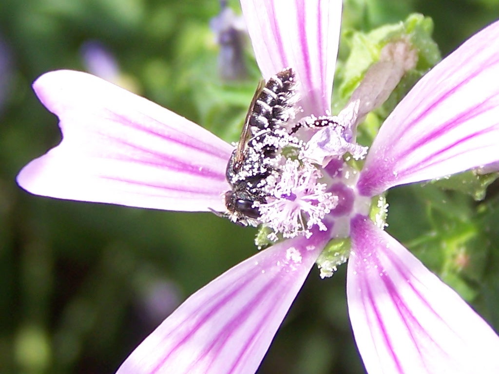 malva che passione! (Anthidium sp.  e altro Apidae Megachilinae)