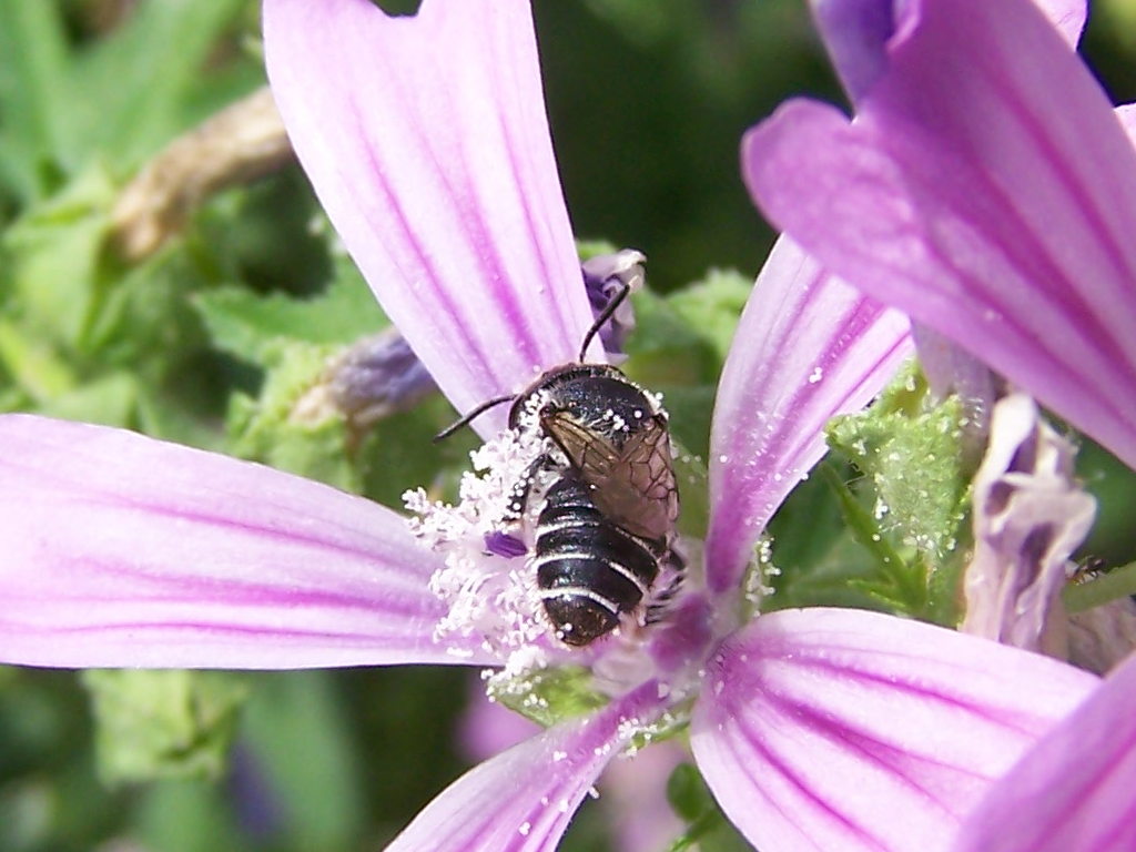 malva che passione! (Anthidium sp.  e altro Apidae Megachilinae)