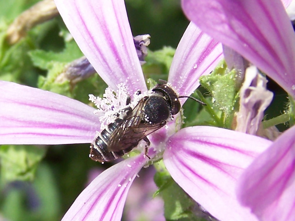 malva che passione! (Anthidium sp.  e altro Apidae Megachilinae)