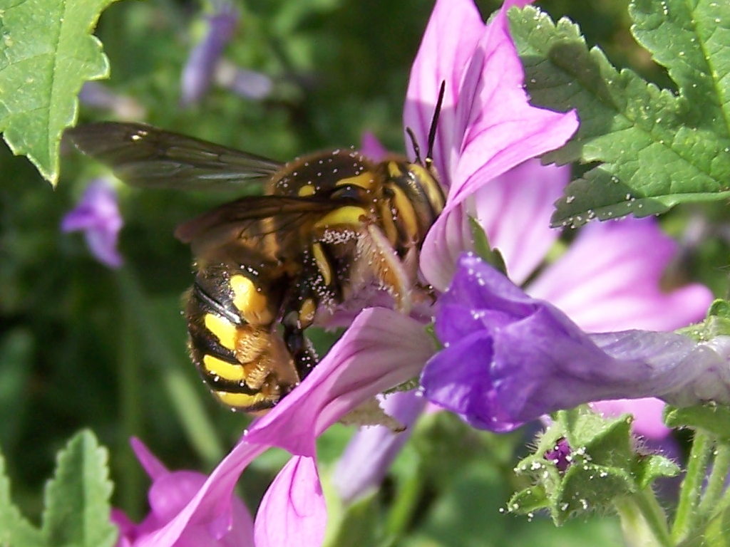 malva che passione! (Anthidium sp.  e altro Apidae Megachilinae)