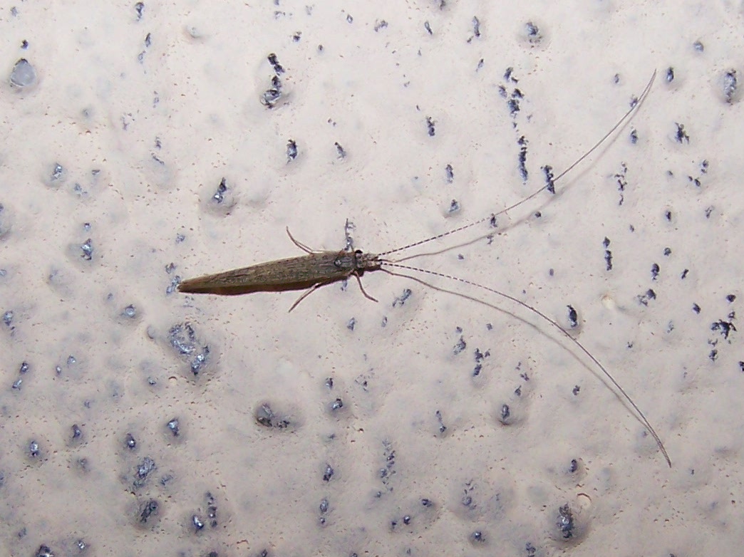 Leptocerus tineiformis