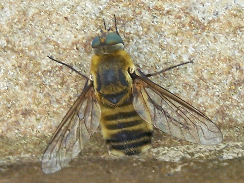 occhi verdi: Villa sp. (Bombyliidae)