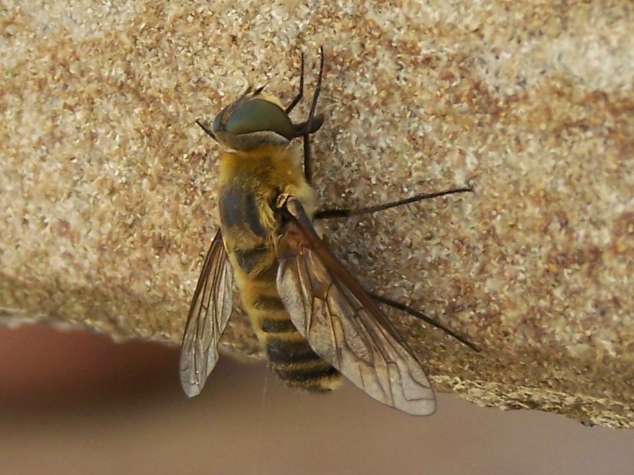 occhi verdi: Villa sp. (Bombyliidae)