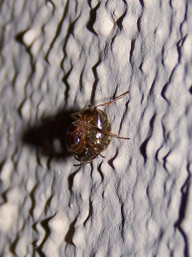 Formica alata: Lasius cfr emarginatus