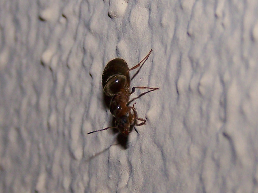 Formica alata: Lasius cfr emarginatus