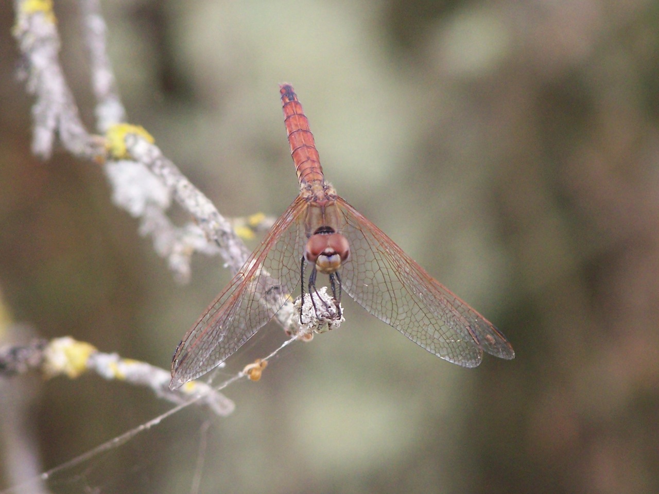 Aeshnidae? - Trithemis annulata (Libellulidae)