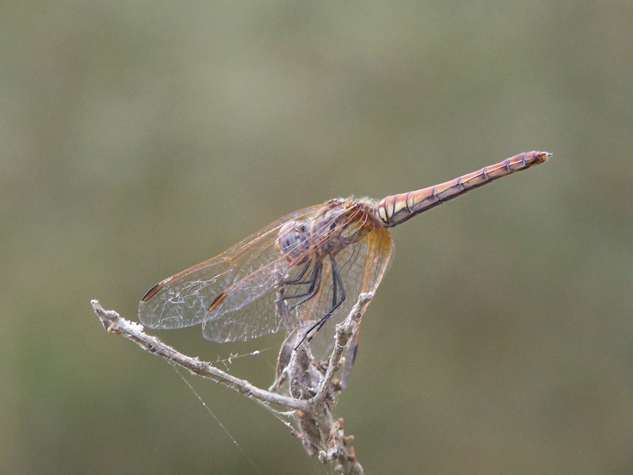 Aeshnidae? - Trithemis annulata (Libellulidae)