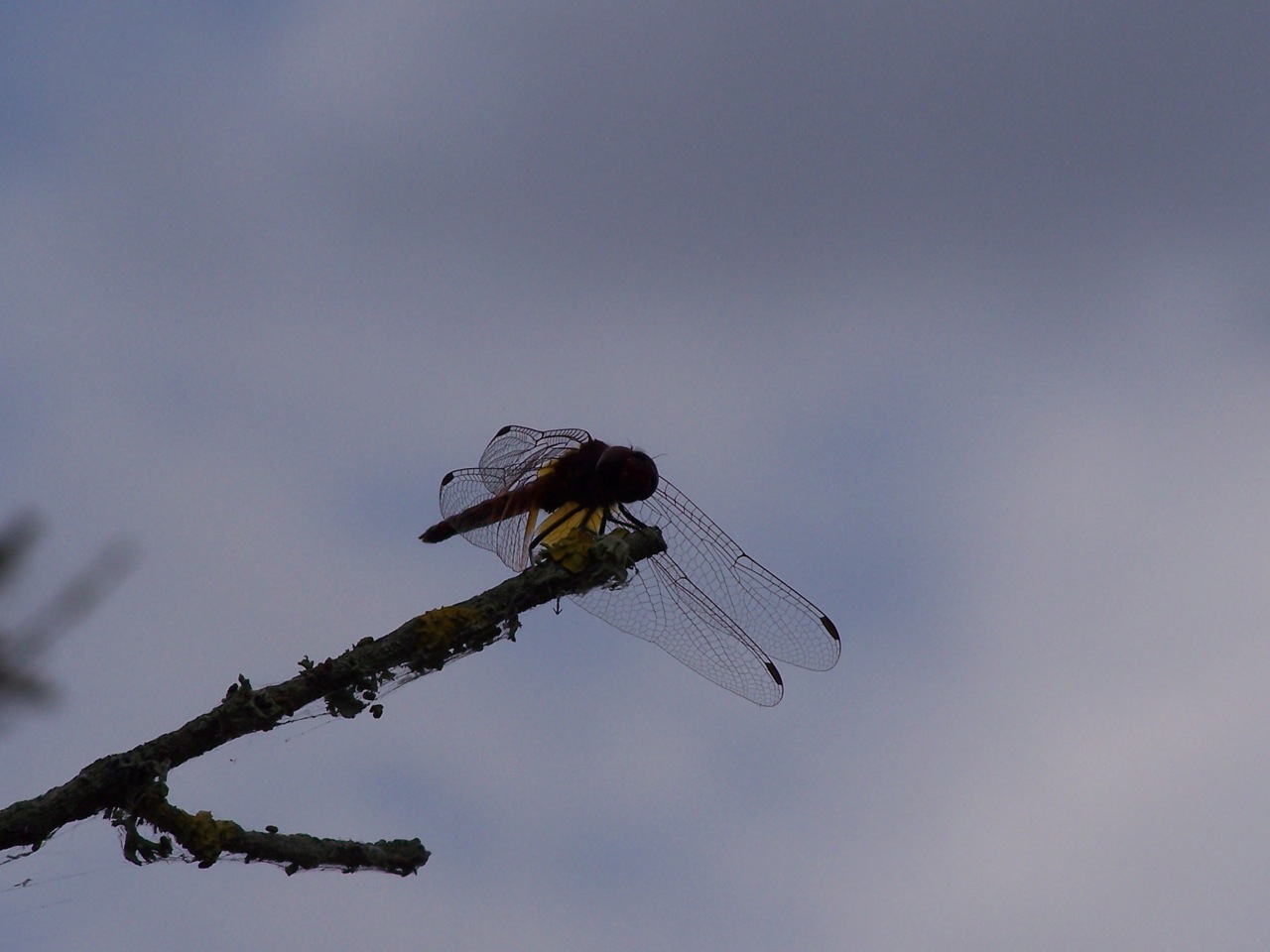 Aeshnidae? - Trithemis annulata (Libellulidae)