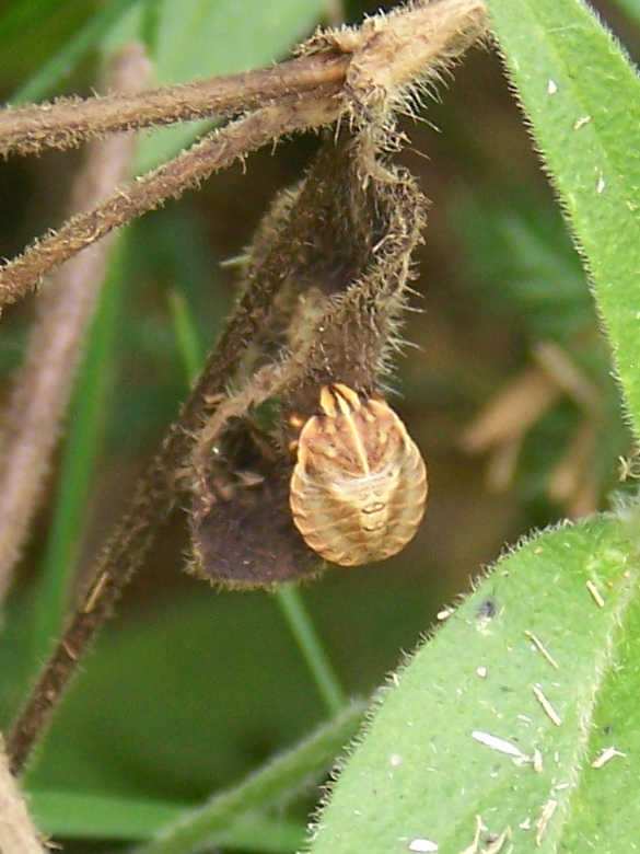 Pentatomidae: neanide di Graphosoma