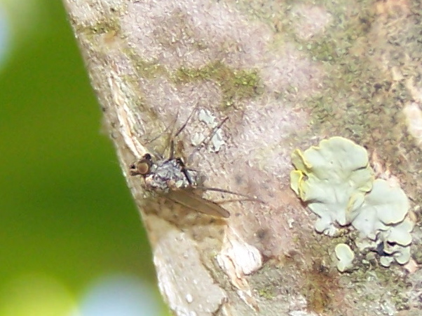 Triangolare: Medetera sp. (Dolichopodidae)