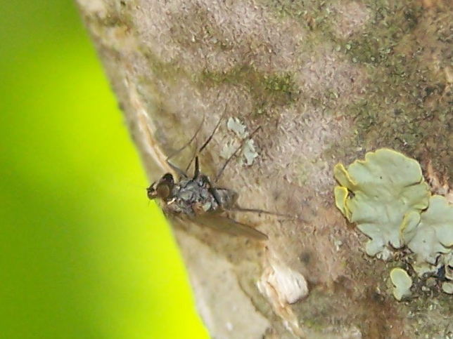 Triangolare: Medetera sp. (Dolichopodidae)