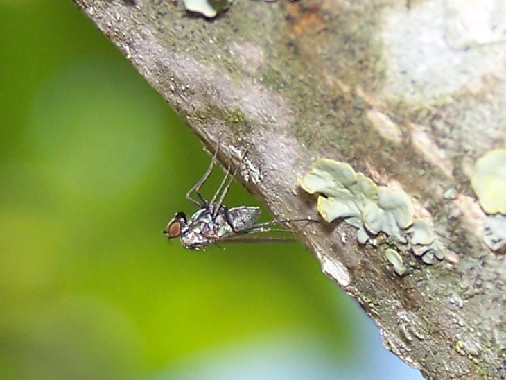 Triangolare: Medetera sp. (Dolichopodidae)