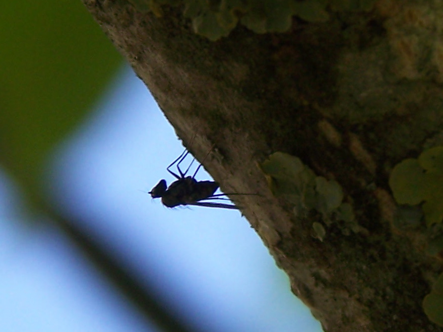 Triangolare: Medetera sp. (Dolichopodidae)