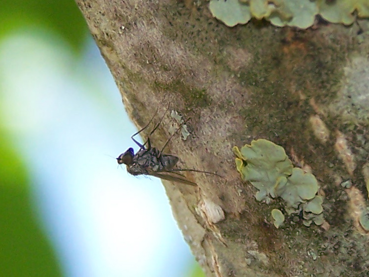 Triangolare: Medetera sp. (Dolichopodidae)