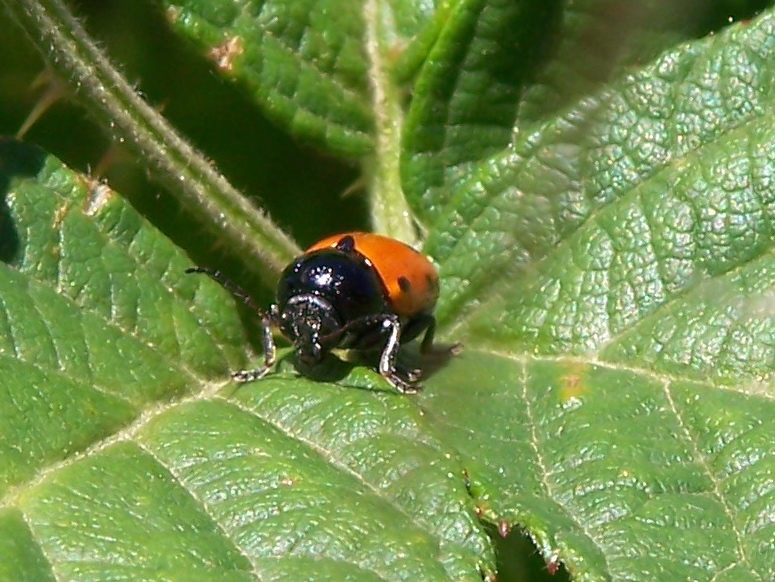 Cryptocephalus bipunctatus? No, trimaculatus