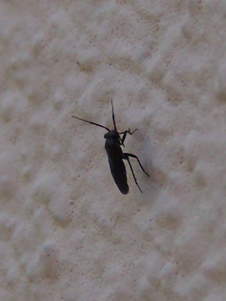 Miridae: Pachytomella cfr. passerinii al Lago Bolsena