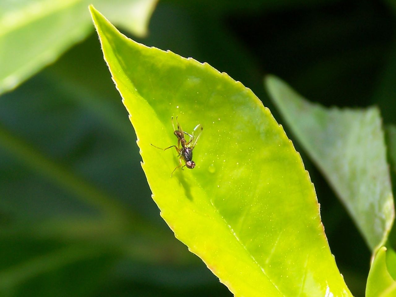 Sepsidae?S, Sepsis sp.