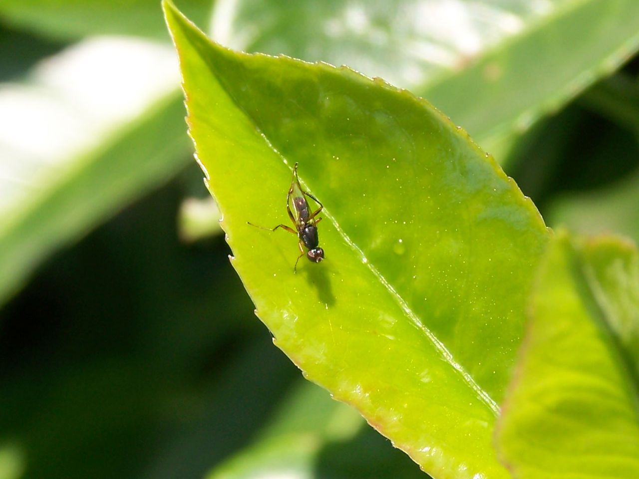 Sepsidae?S, Sepsis sp.