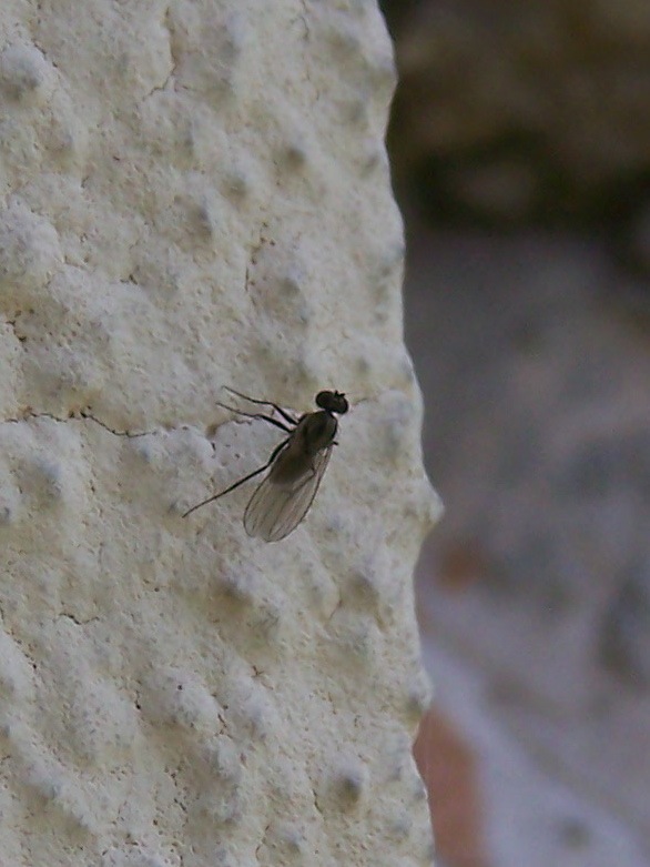 Medetera sp. (Dolichopodidae)