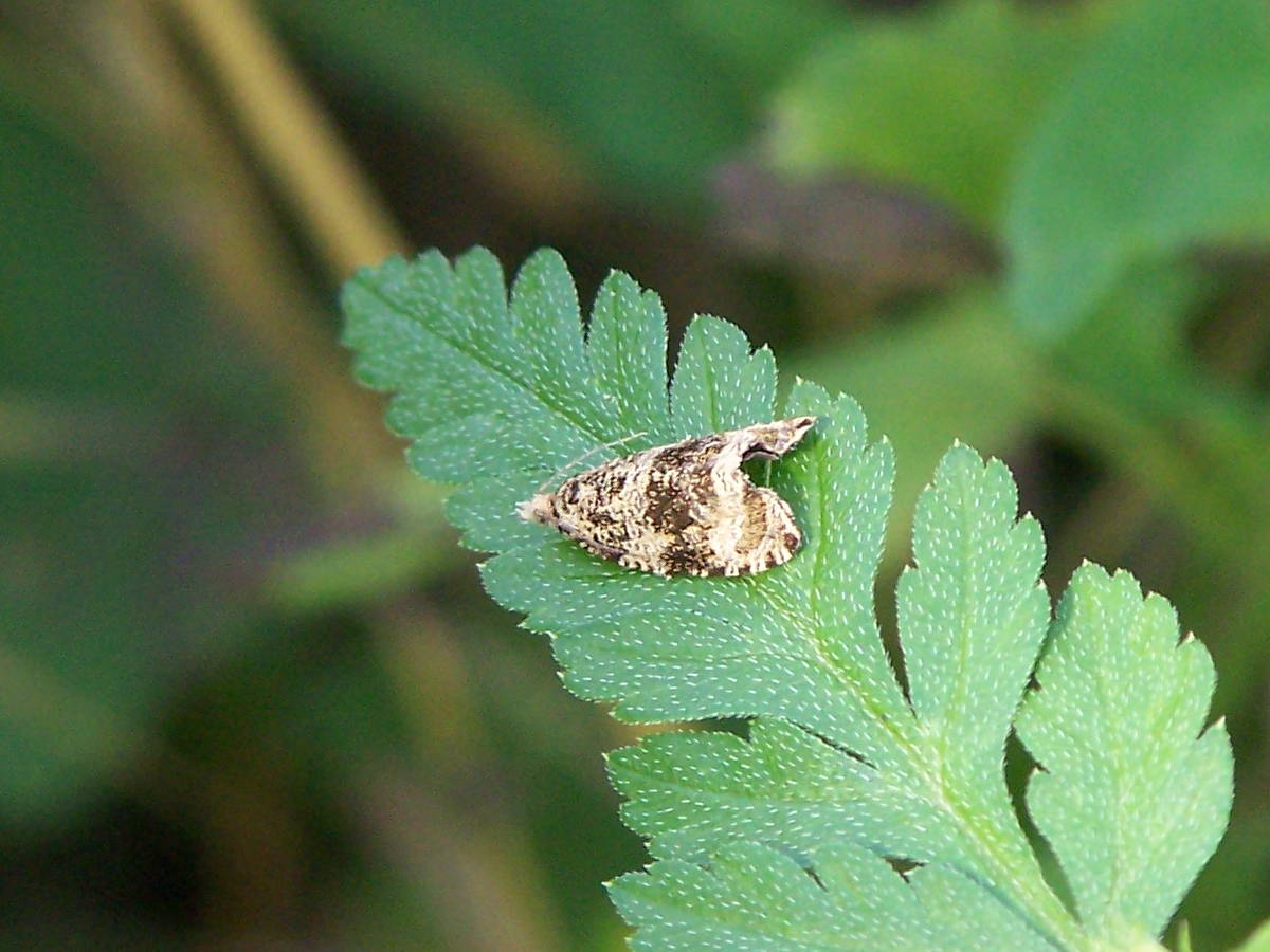 falena damascata - Celypha lacunana, Tortricidae