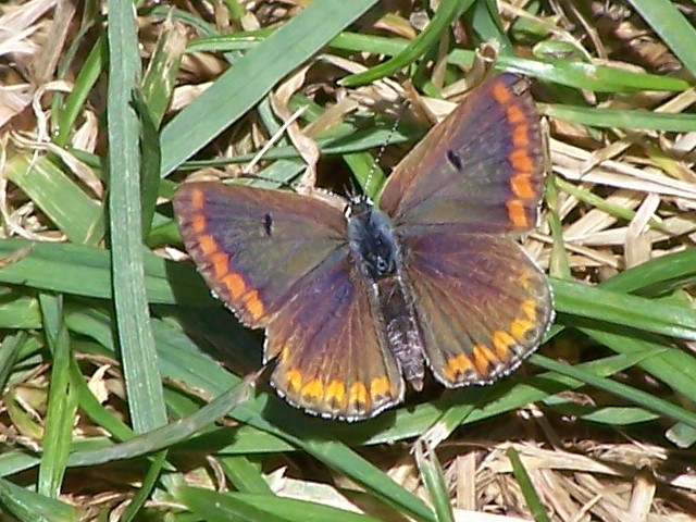 farfalla maculata: Plebejus (Aricia) agestis - Lycaenidae