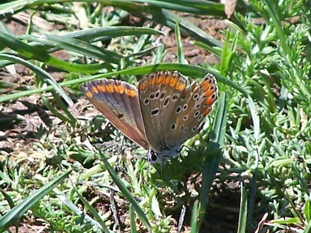 farfalla maculata: Plebejus (Aricia) agestis - Lycaenidae