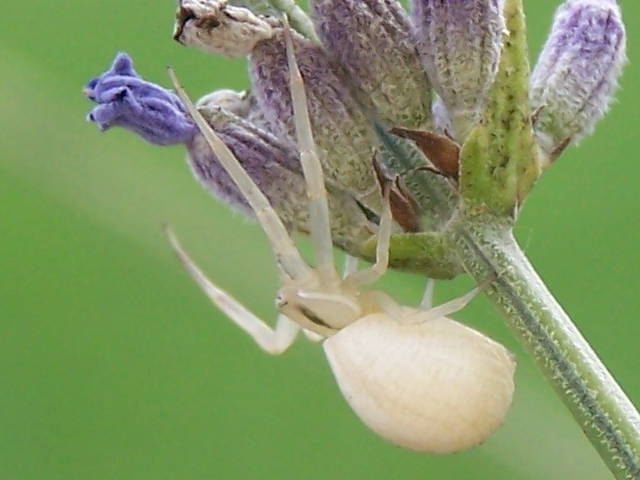 Misumena vatia