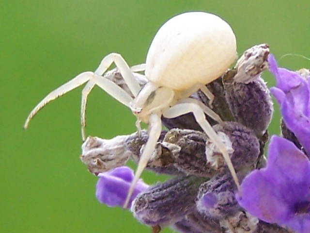 Misumena vatia