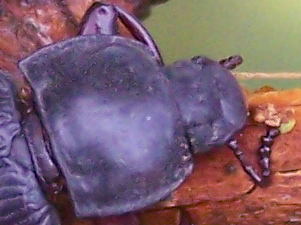 Tenebrionide salvato: Tenebrio sp.