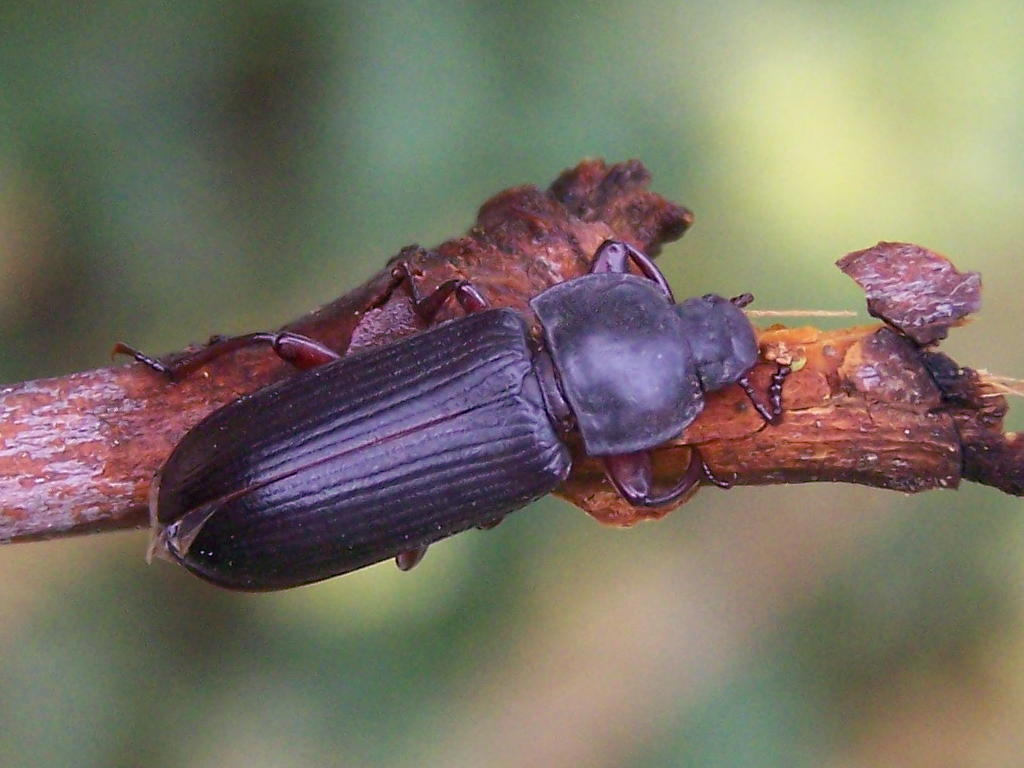 Tenebrionide salvato: Tenebrio sp.