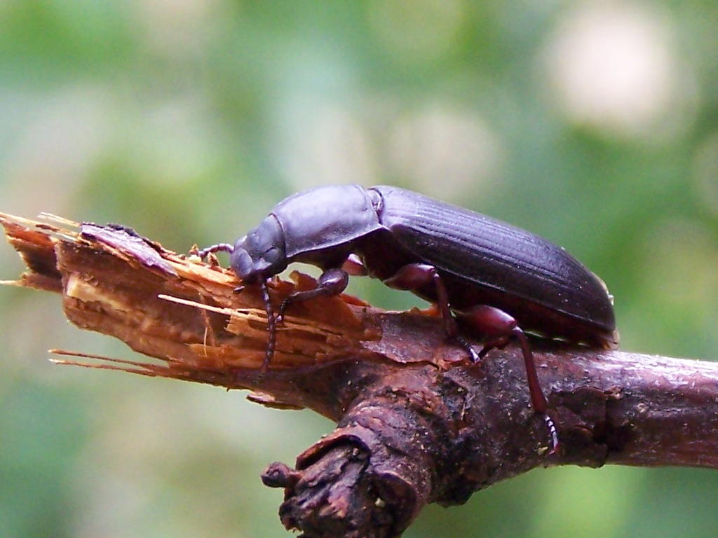 Tenebrionide salvato: Tenebrio sp.