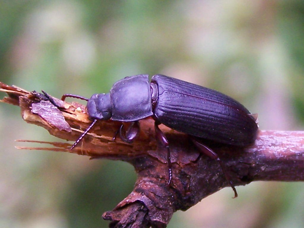 Tenebrionide salvato: Tenebrio sp.