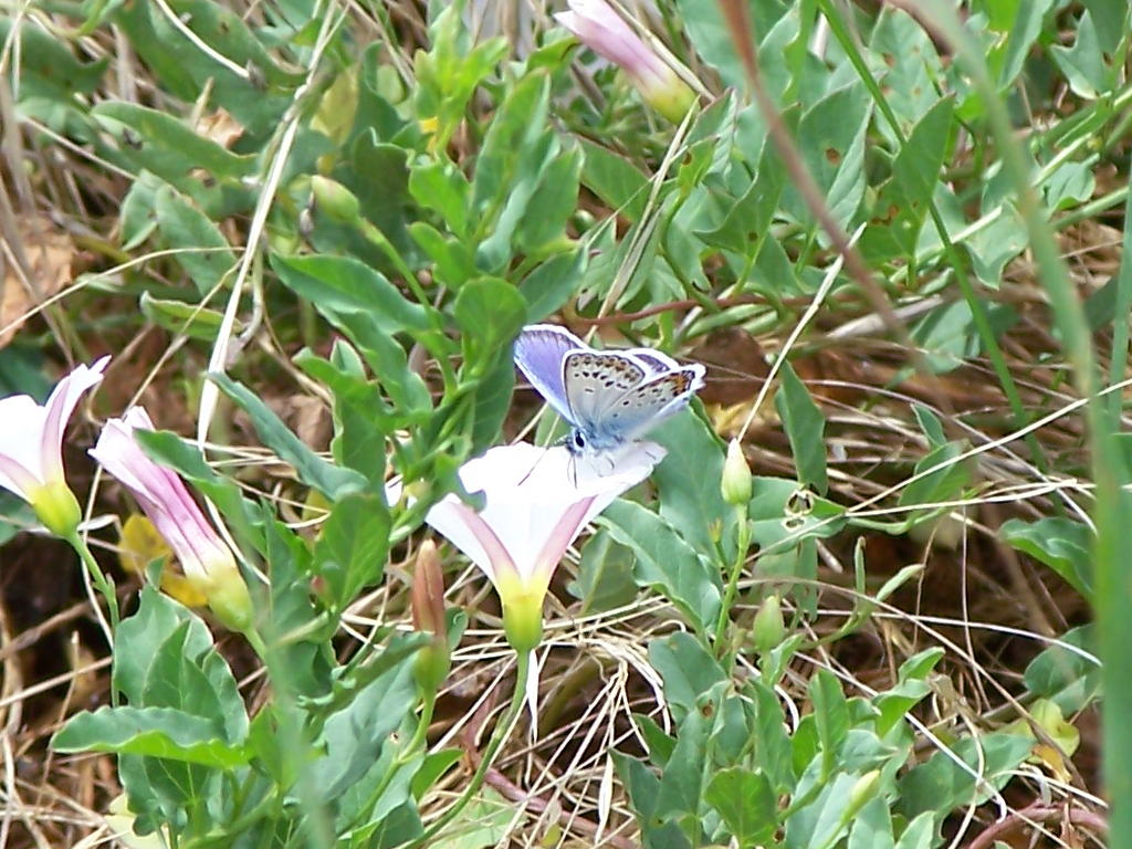 Plebejus?