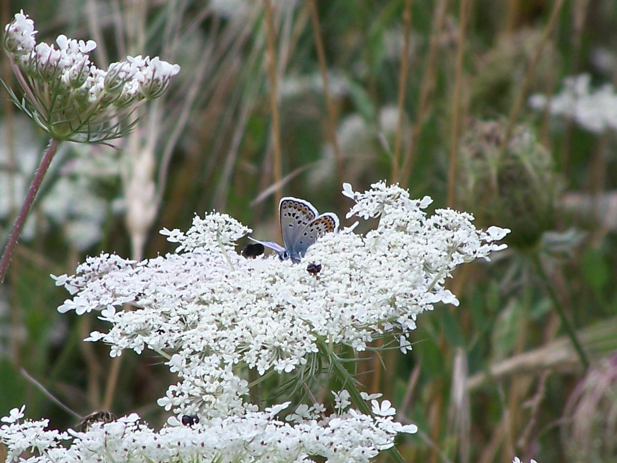 Plebejus?