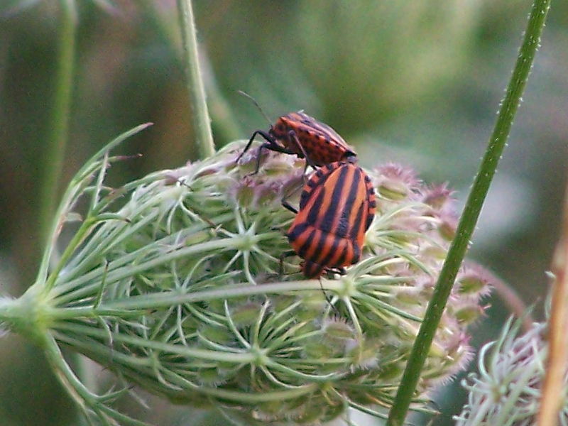 Pentatomidae: neanide di Graphosoma