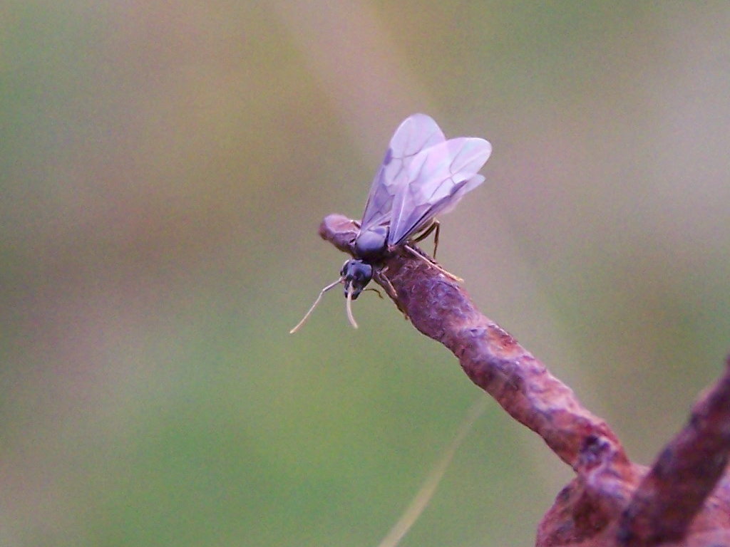 Formica alata