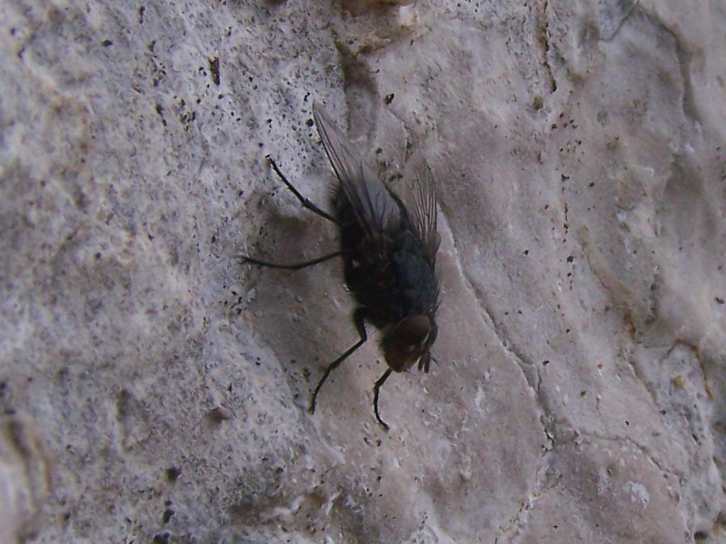 mosca ericina: Calliphora sp. (Calliphoridae)