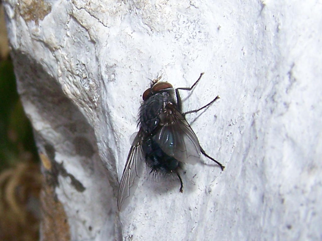 mosca ericina: Calliphora sp. (Calliphoridae)