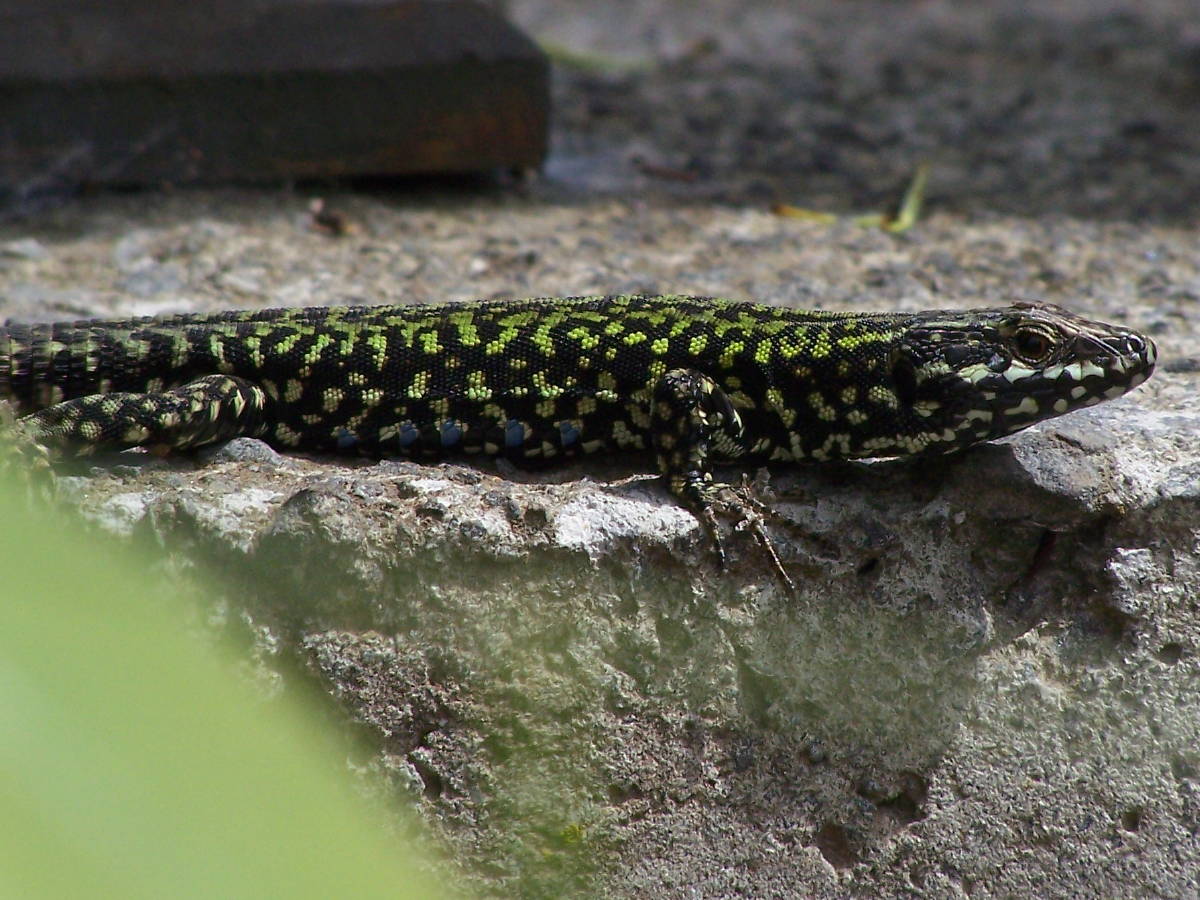 Podarcis muralis