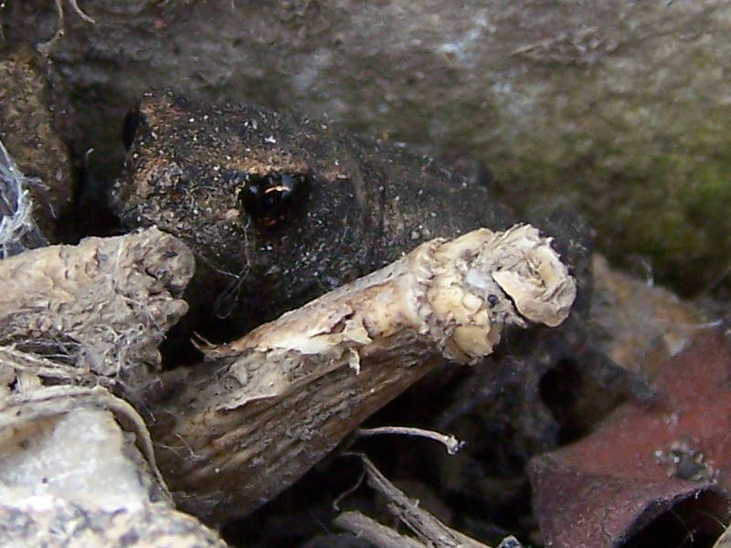 piccoli rospi o rospi piccoli? Bufo bufo