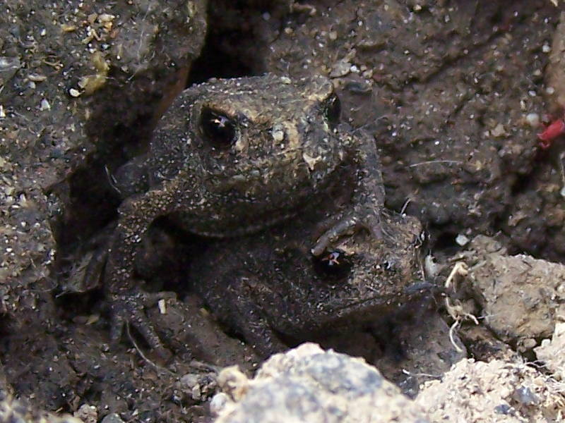 piccoli rospi o rospi piccoli? Bufo bufo