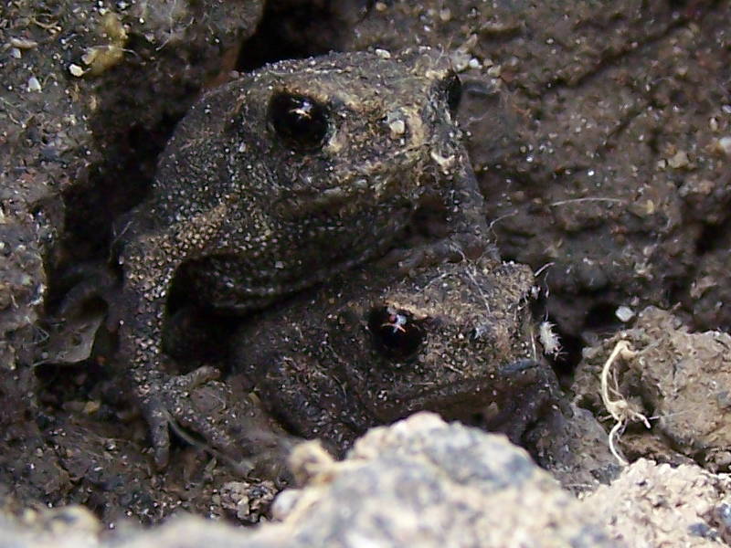 piccoli rospi o rospi piccoli? Bufo bufo