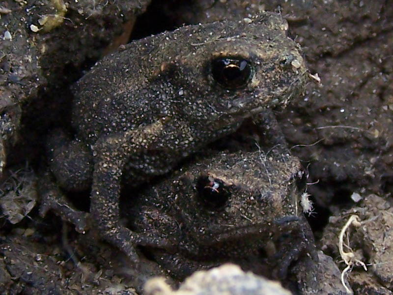 piccoli rospi o rospi piccoli? Bufo bufo