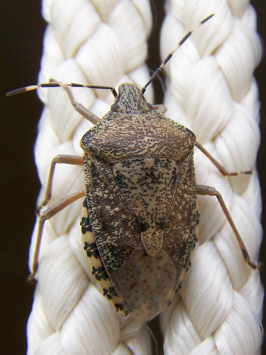 Pentatomidae: Rhaphigaster nebulosa nella zona di Bolsena