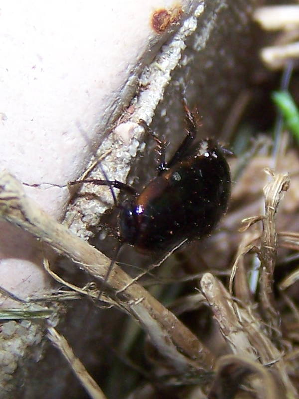 Loboptera decipiens (Germar 1817)