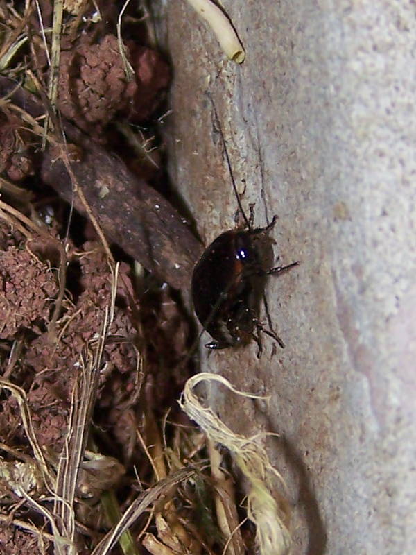 Loboptera decipiens (Germar 1817)