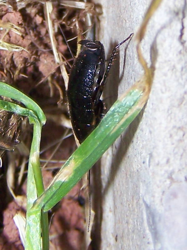 Loboptera decipiens (Germar 1817)