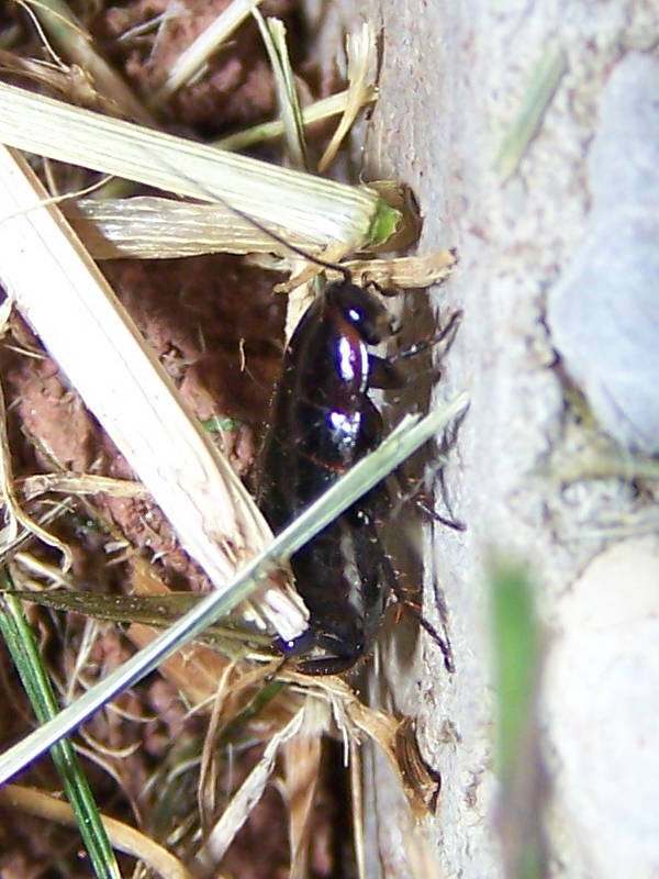 Loboptera decipiens (Germar 1817)