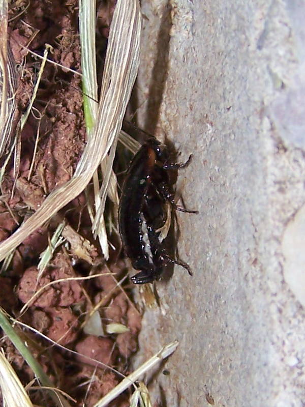 Loboptera decipiens (Germar 1817)